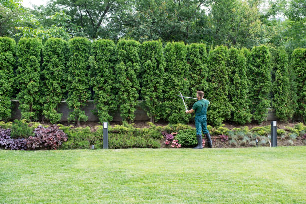 Professional Tree Removal in Ocean City, NJ