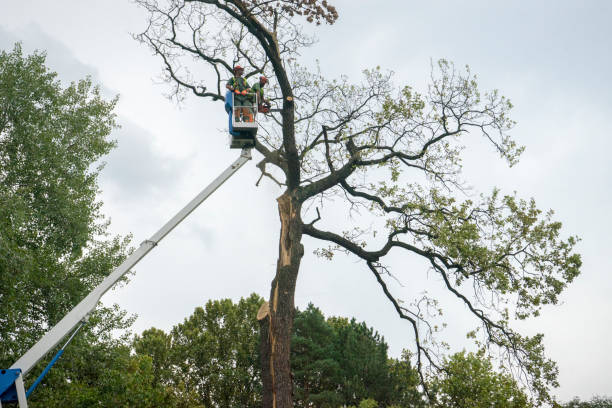 Best Firewood Processing and Delivery  in Ocean City, NJ