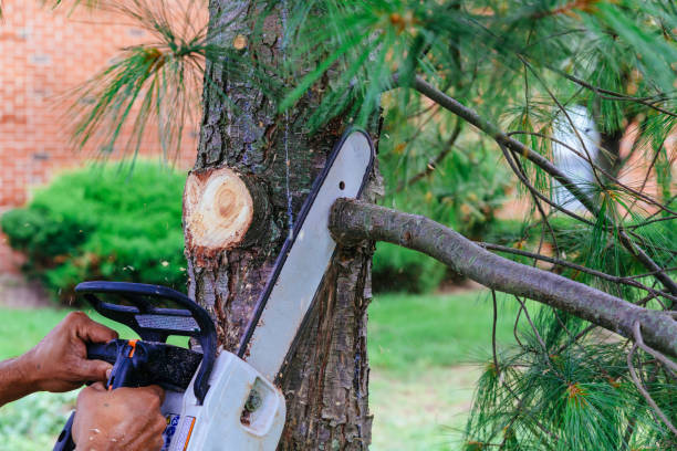 Best Tree Removal  in Ocean City, NJ